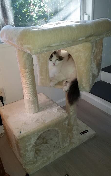 Cat Tree for Large Cats, 2 Cozy Plush Condos and Sisal Posts