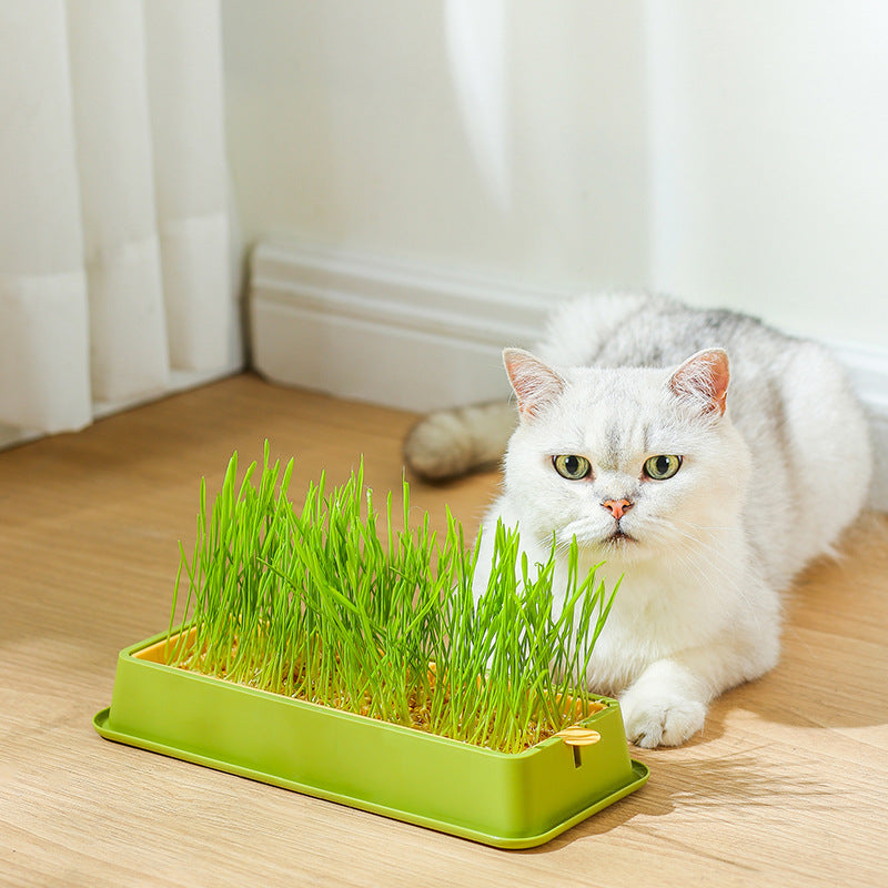 Soilless Hydroponic Wheat Cat Toy Seed Suit